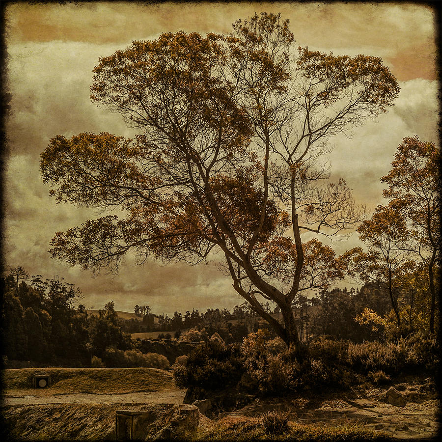 Tree Digital Art - Trees and Hot Sand by Eduardo Tavares