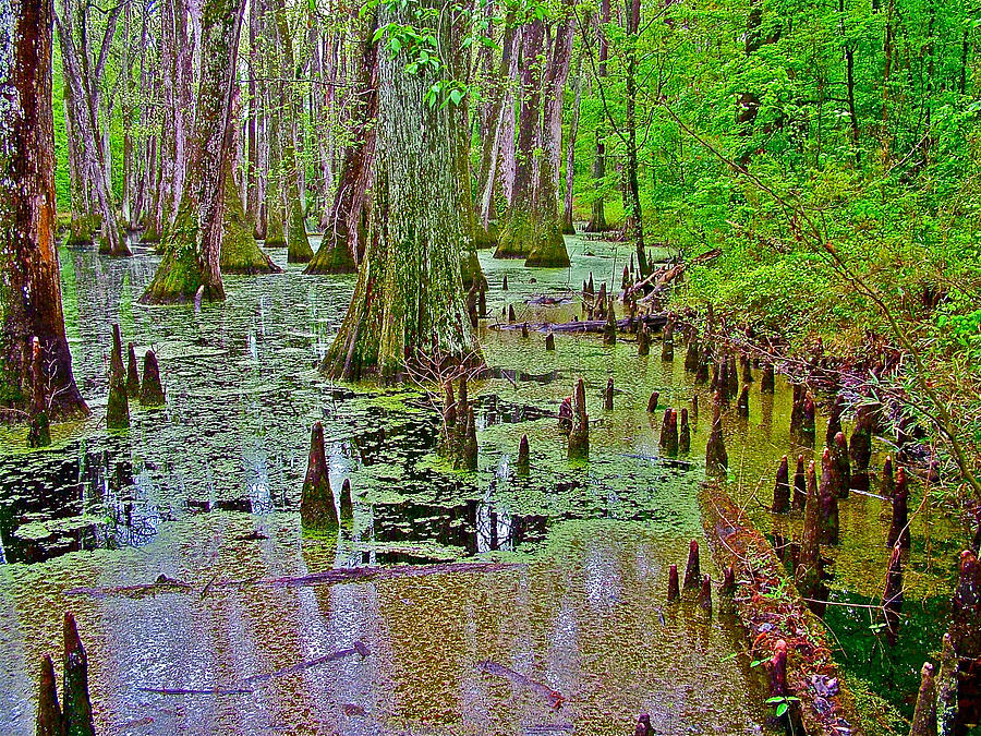 Mississippi Photograph - Trees and Knees in Tupelo/Cypress Swamp at Mile 122 of Natchez Trace Parkway-Mississippi by Ruth Hager