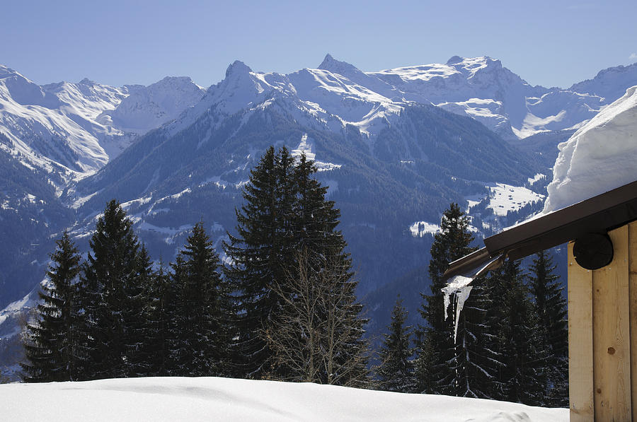 Trees and mountains in winter Photograph by Matthias Hauser