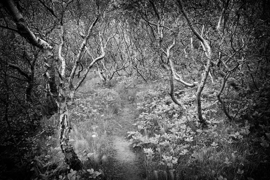 Trees and path Asbyrgi Iceland black and white Photograph by Matthias Hauser