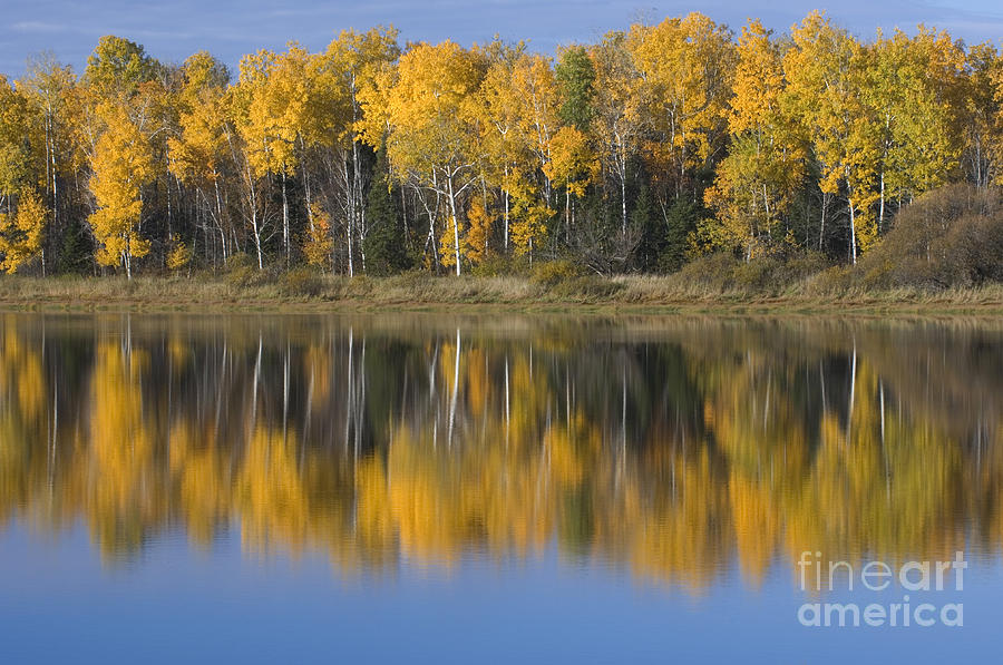 Trees And Reflection Photograph by John Shaw