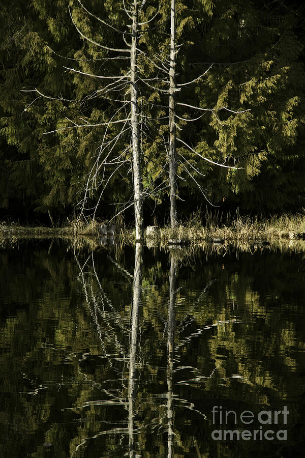 Tree Photograph - Trees and reflections by Inge Riis McDonald