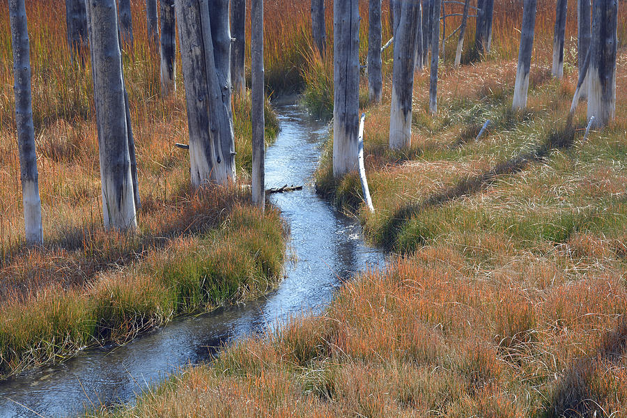 Trees and Shadows in Autumn Grasses Photograph by Bruce Gourley