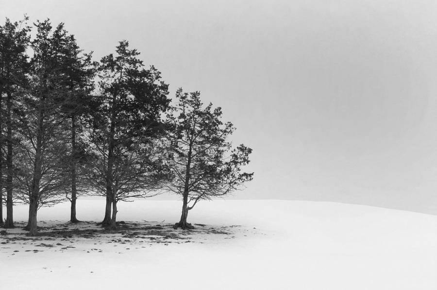 Black And White Photograph - Trees and Snow by David T Wilkinson