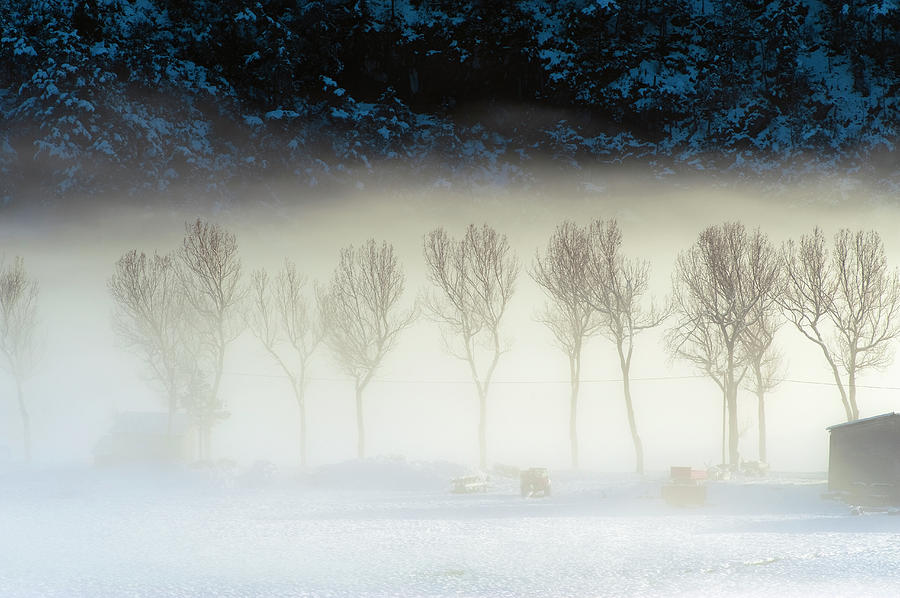 Trees And Snow In Fog, French Riviera Photograph by Jean-pierre Pieuchot
