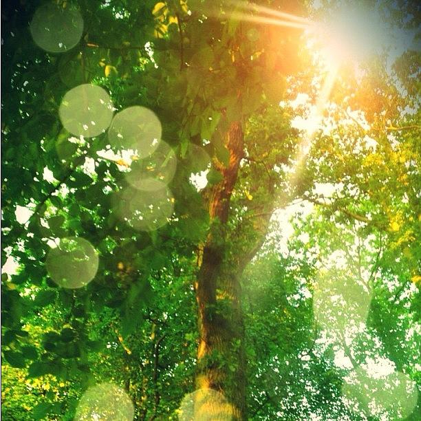 Nature Photograph - Trees And Sun by Andre Brands