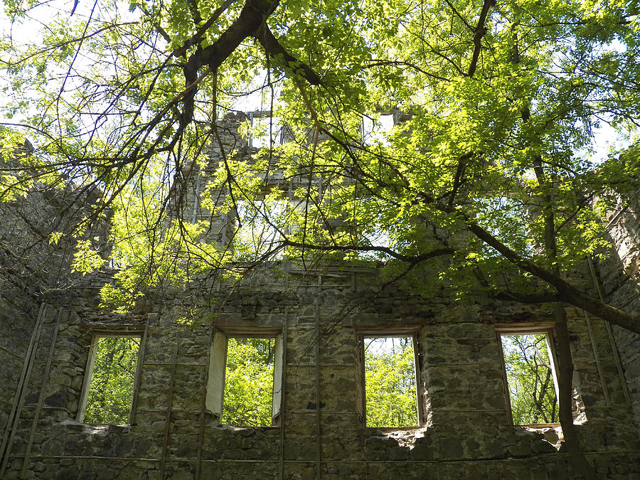 Trees and Windows Photograph by Corinne Elizabeth Cowherd
