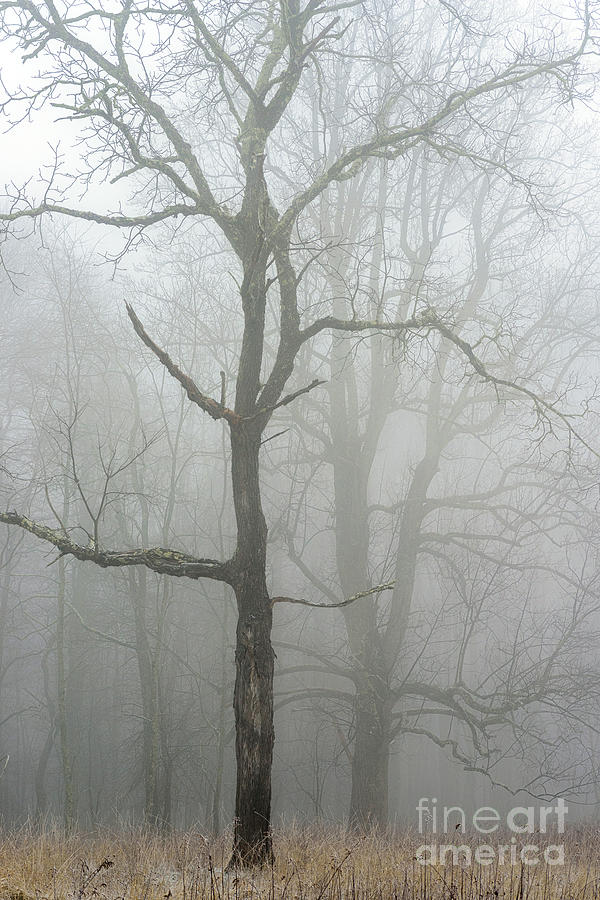 Tree Photograph - Trees and Winter Fog by Thomas R Fletcher