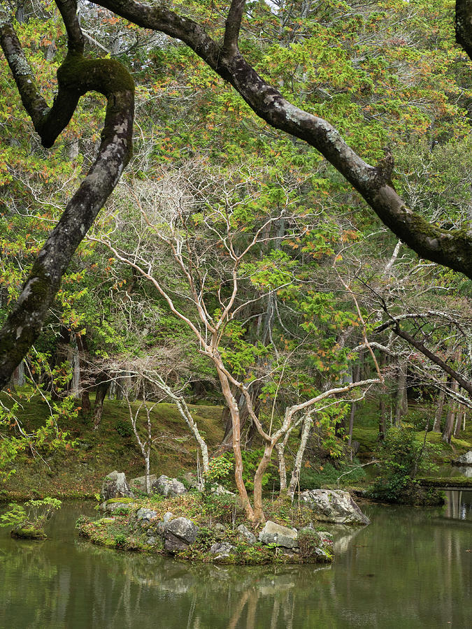 Trees Around Pond, Saihoji Temple Photograph by Panoramic Images