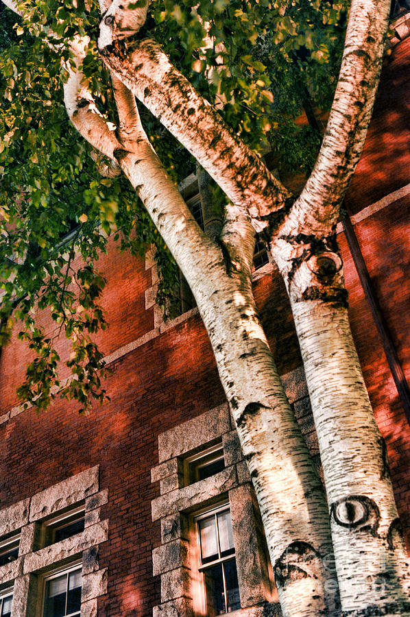 Trees At Night Photograph by HD Connelly