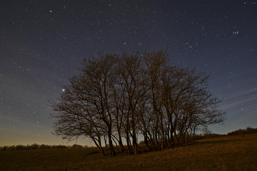 Tree Photograph - trees at night I by Milan Gonda