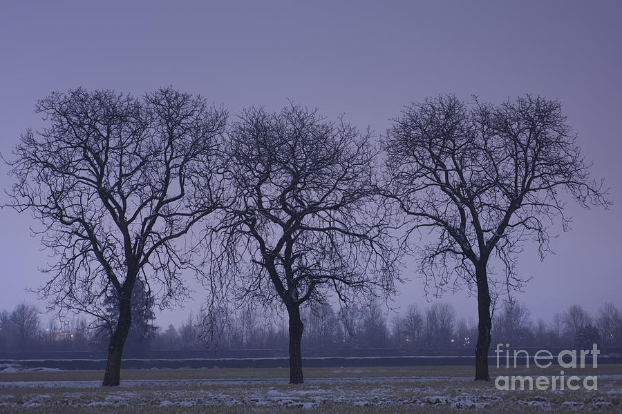 Trees at night Photograph by Mats Silvan