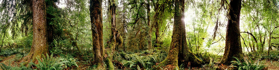 Nature Photograph - Trees At Olympic National Forest by Panoramic Images