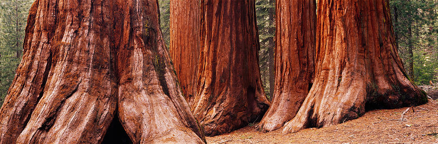 Trees At Sequoia National Park Photograph by Panoramic Images