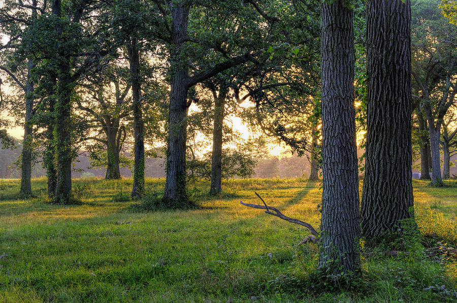 Tree Photograph - Trees at Sunrise by Stoney Stone