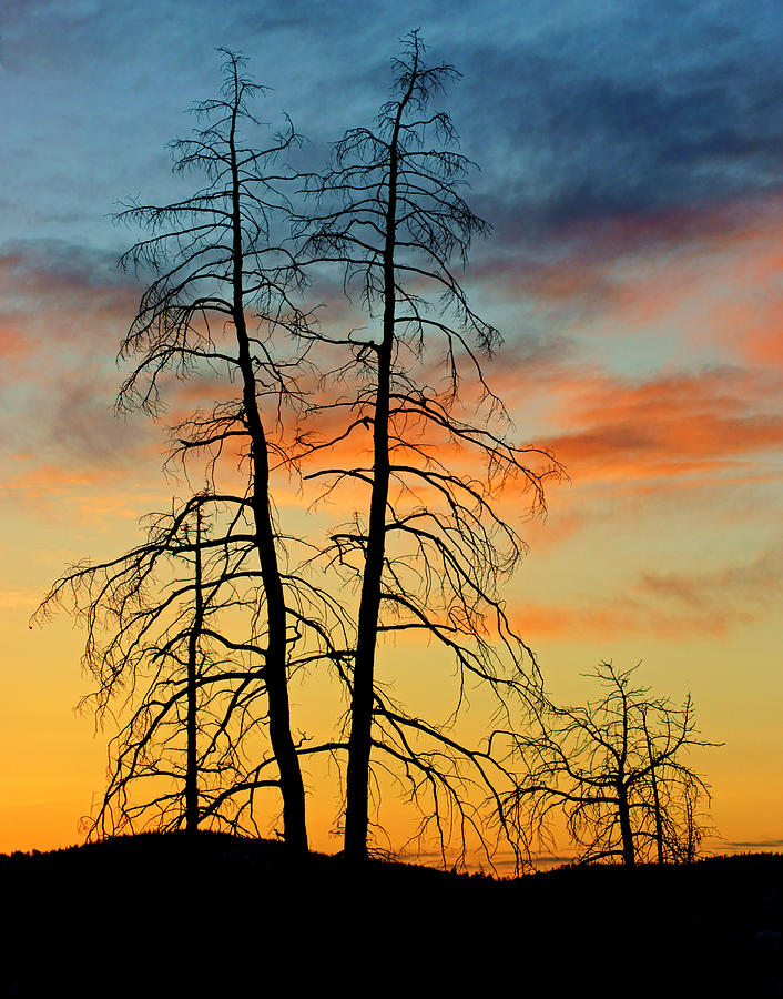 Trees at Sunset in Bryce Canyon Photograph by Daniel Woodrum