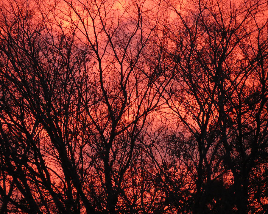 Trees At Sunset Photograph