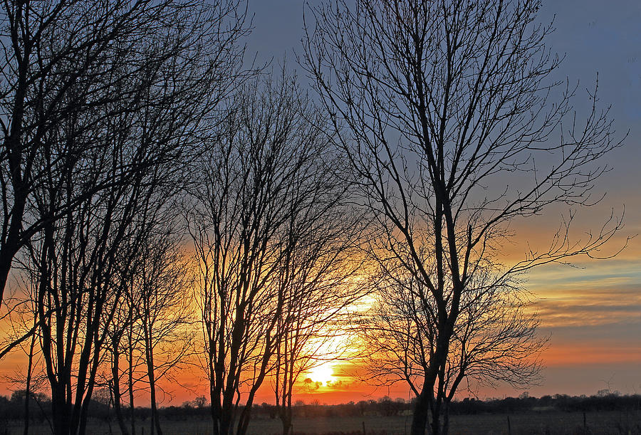 Trees at Sunset Photograph by Tony Murtagh
