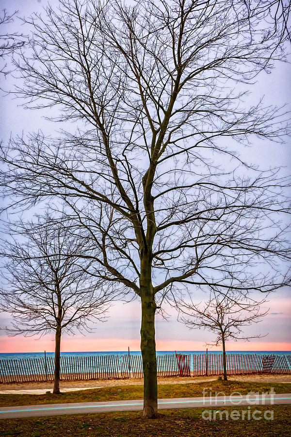 Trees at the Boardwalk in Toronto Photograph by Elena Elisseeva