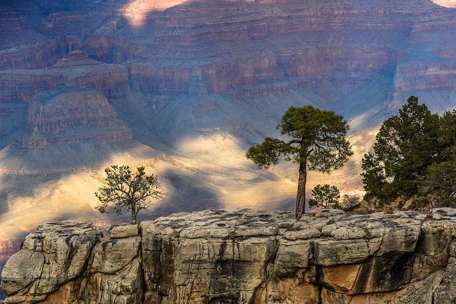 Grand Canyon National Park Photograph - Trees at the Grand Canyon by Pamela Schreckengost
