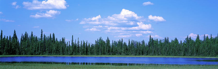 Trees At The Lakeside, Alaska, Usa Photograph by Panoramic Images