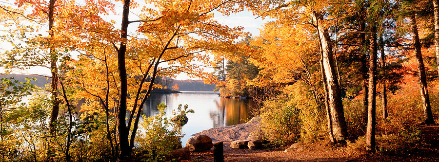 Trees At The Lakeside, Great Sacandaga Photograph by Panoramic Images