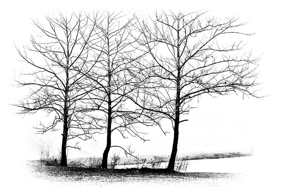 Black And White Photograph - Trees at Waters Edge by Tom Mc Nemar