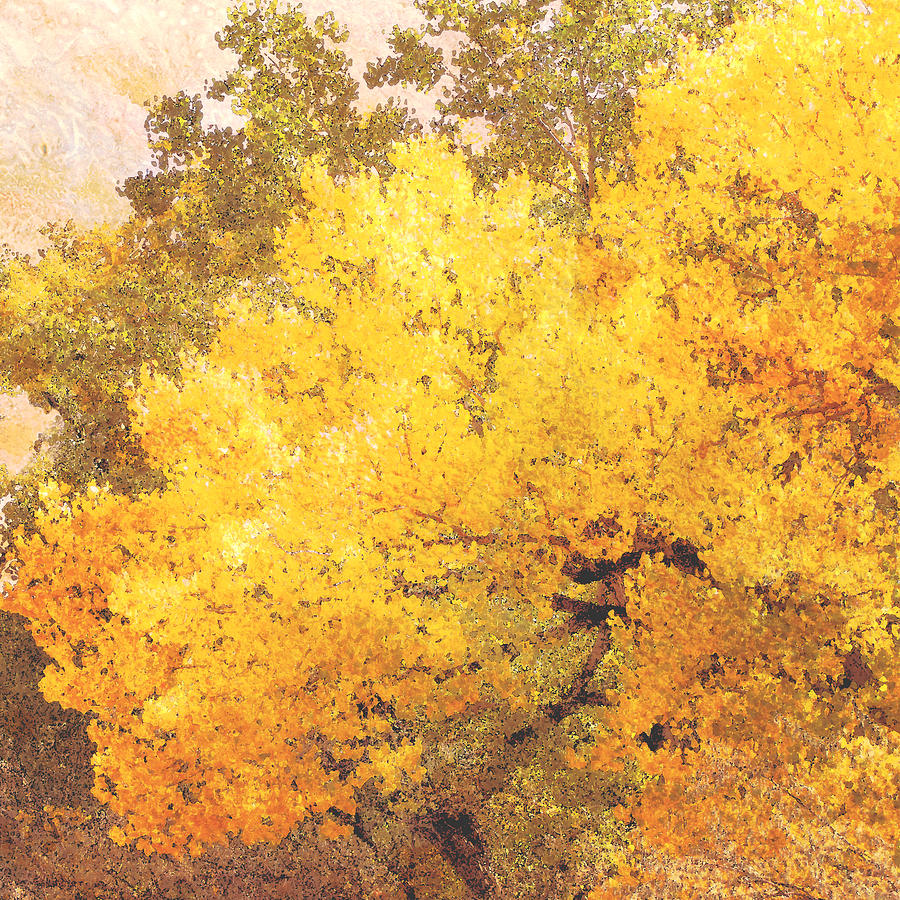 Tree Photograph - Trees Autumn Yellow Cottonwood by Ann Powell
