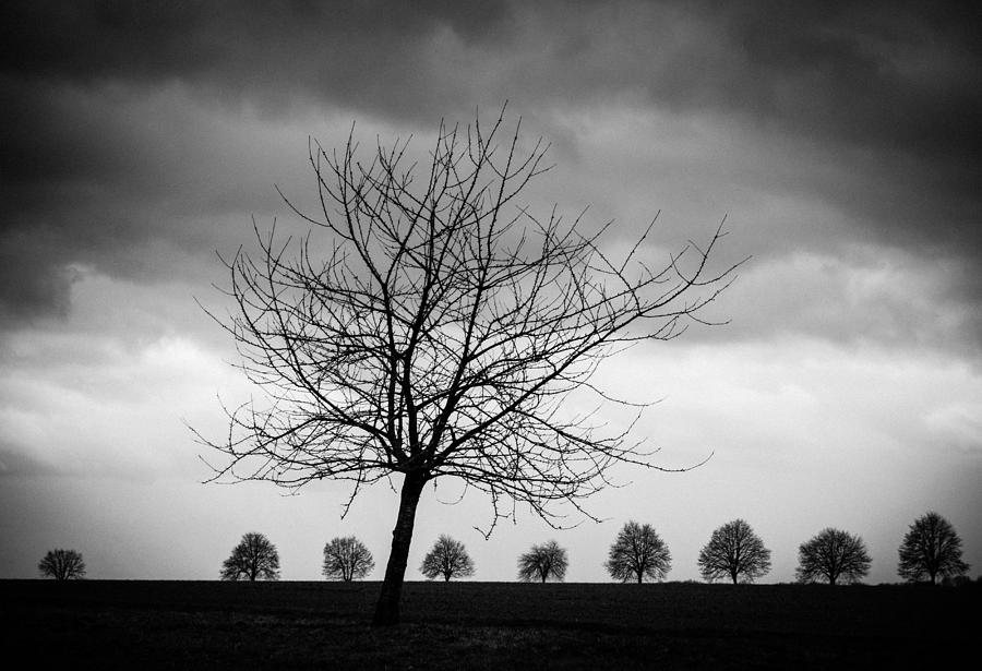 Trees black and white Photograph by Matthias Hauser