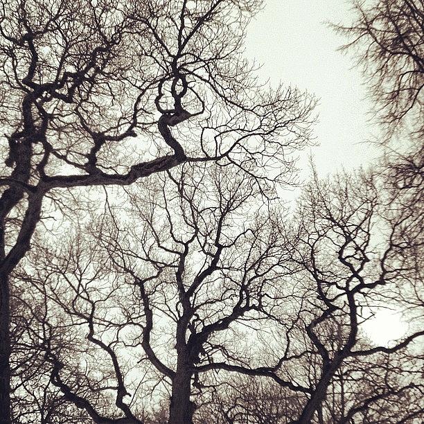 Nature Photograph - #trees #black #spring #park #branches by Anna Laine
