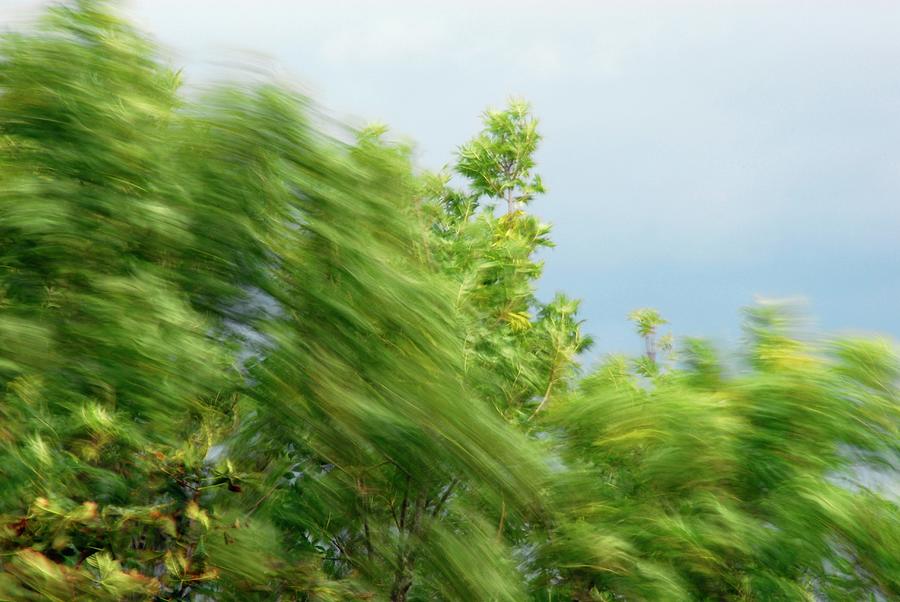 Trees Blowing In The Wind Photograph by Cordelia Molloy/science Photo Library
