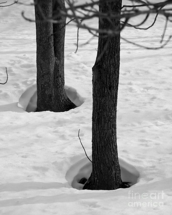 Trees Body Heat Photograph by Kristen Fox