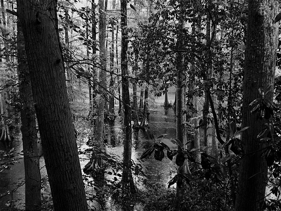 Trees BW Photograph by Nelson Watkins