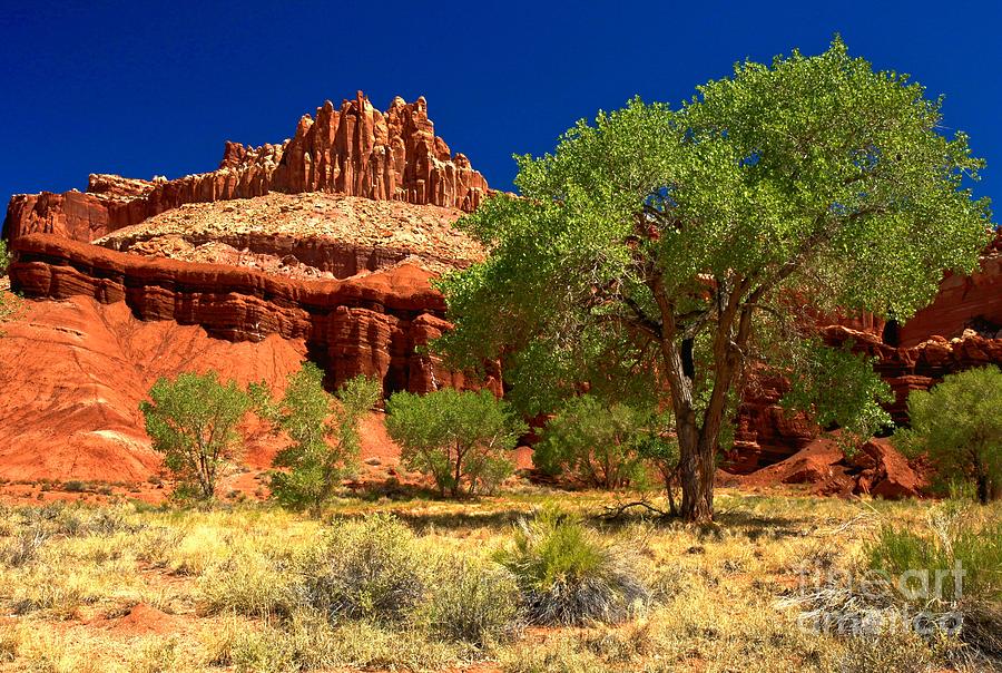 Capitol Reef National Park Photograph - Trees By The Castle by Adam Jewell