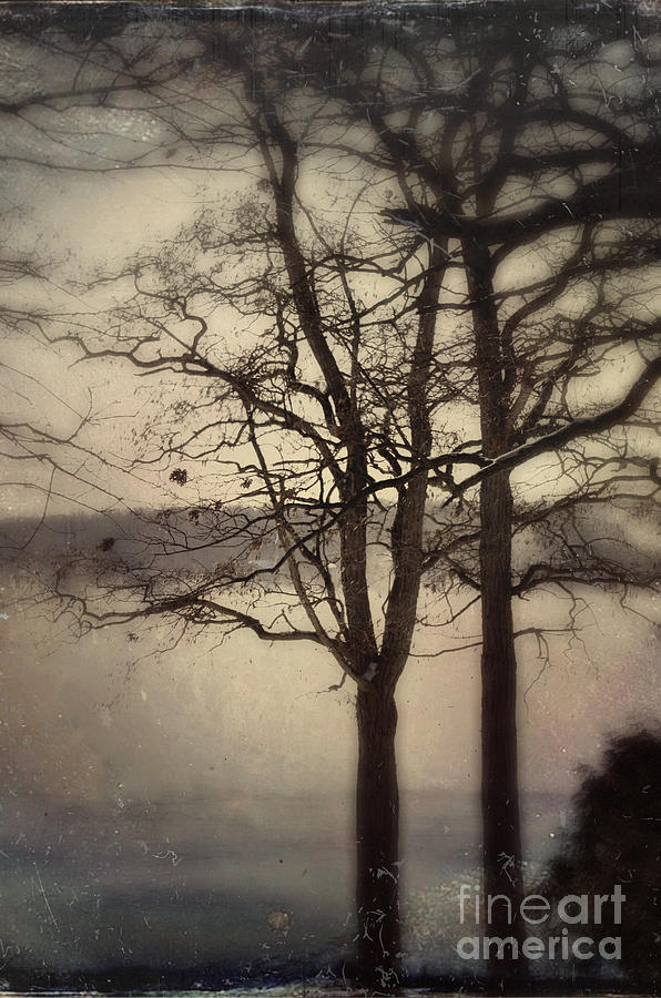 Trees by the Lake Photograph by Jill Battaglia