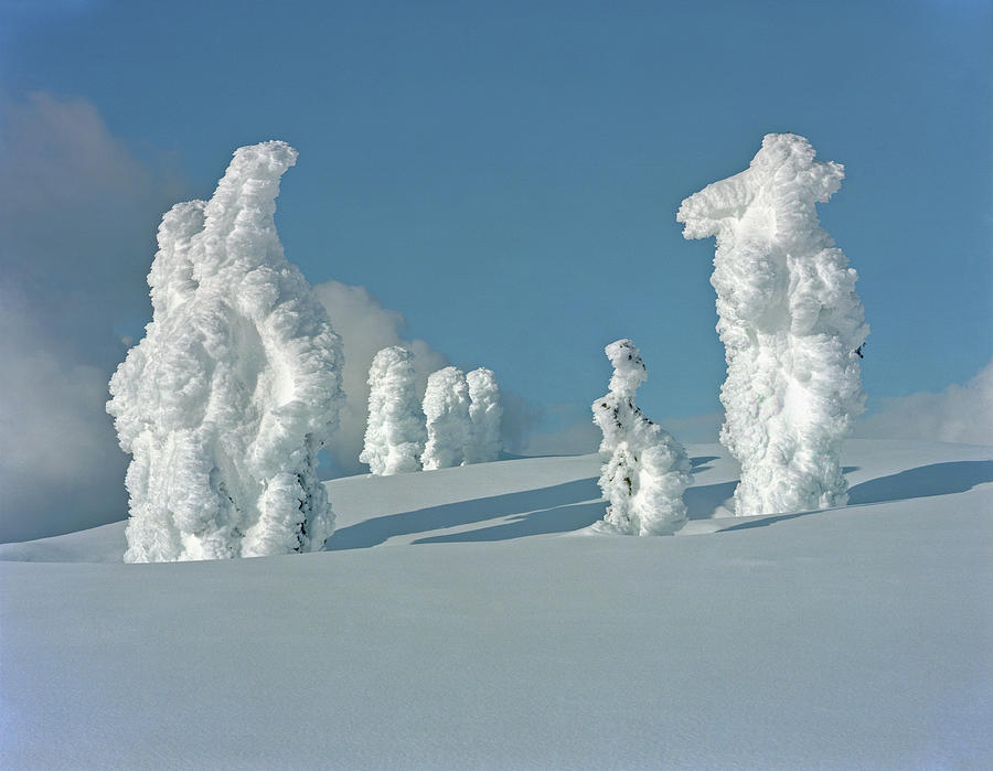 Trees Covered In Snow On A Mountain Photograph by Brian Caissie
