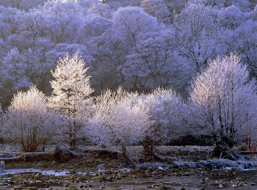 Christmas Photograph - Trees Covered With Hoar Frost by Simon Fraser/science Photo Library