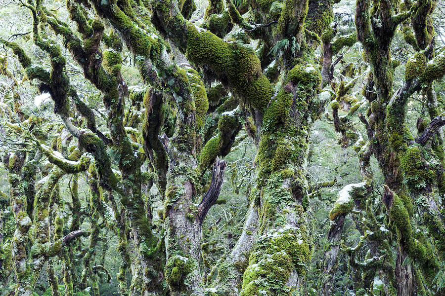 Trees Covered With Moss And Frost, New Photograph by Matteo Colombo