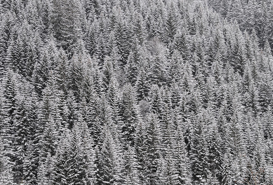 Trees covered with snow Photograph by Matthias Hauser