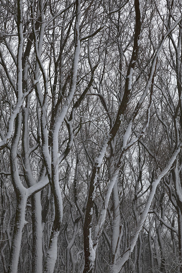 Trees covered with snow. Photograph by Vanessa D -
