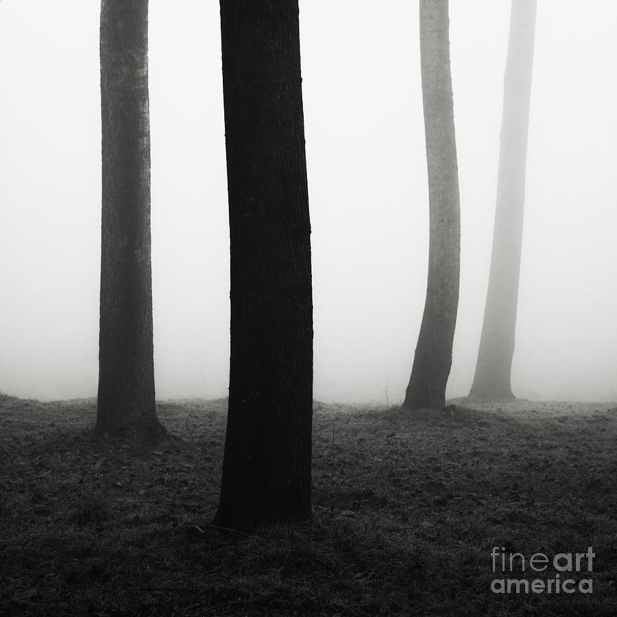 Trees dancing in the fog Photograph by Matteo Colombo