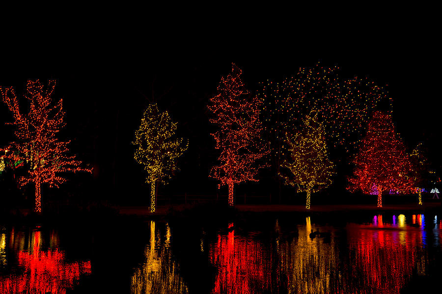 Trees Decorated With Yellow And Red Christmas Lights Photograph