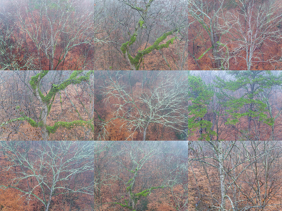 Trees, Fernbank Forest, Atlanta Photograph By Peter Essick - Pixels