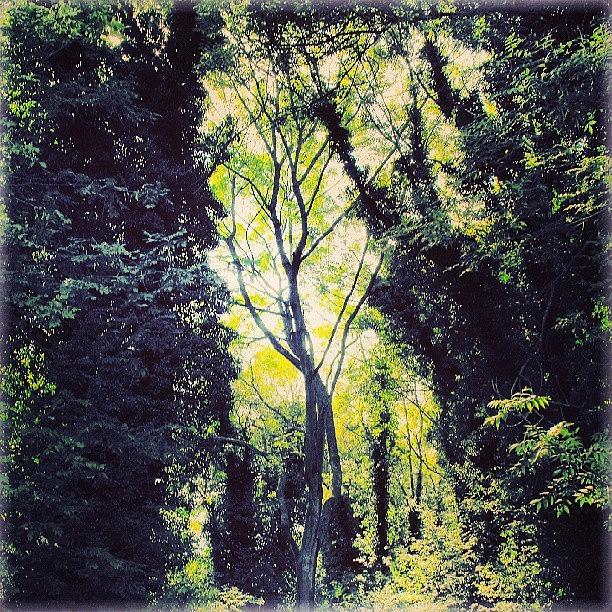 Tree Photograph - #trees #green #linandara_trees #foliage by Linandara Linandara