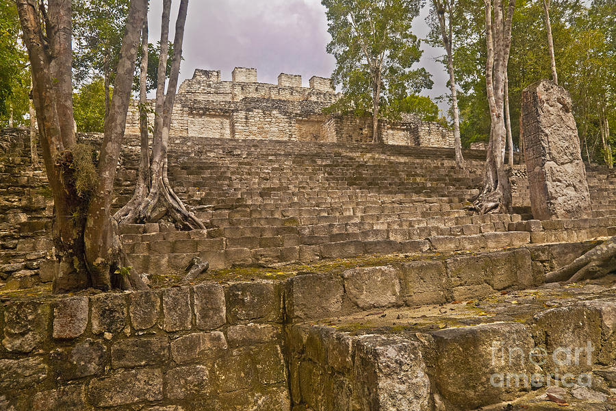 Trees Grow At Calakmul Ruins Photograph by Ellen Thane