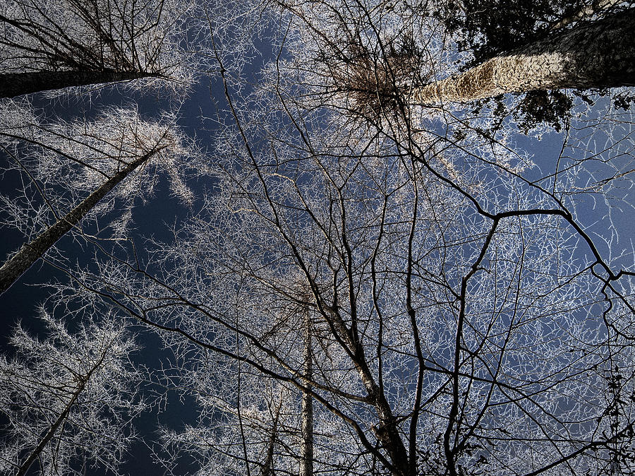 Trees grow to the sky - ice crystals Digital Art by Nafets Nuarb - Fine ...