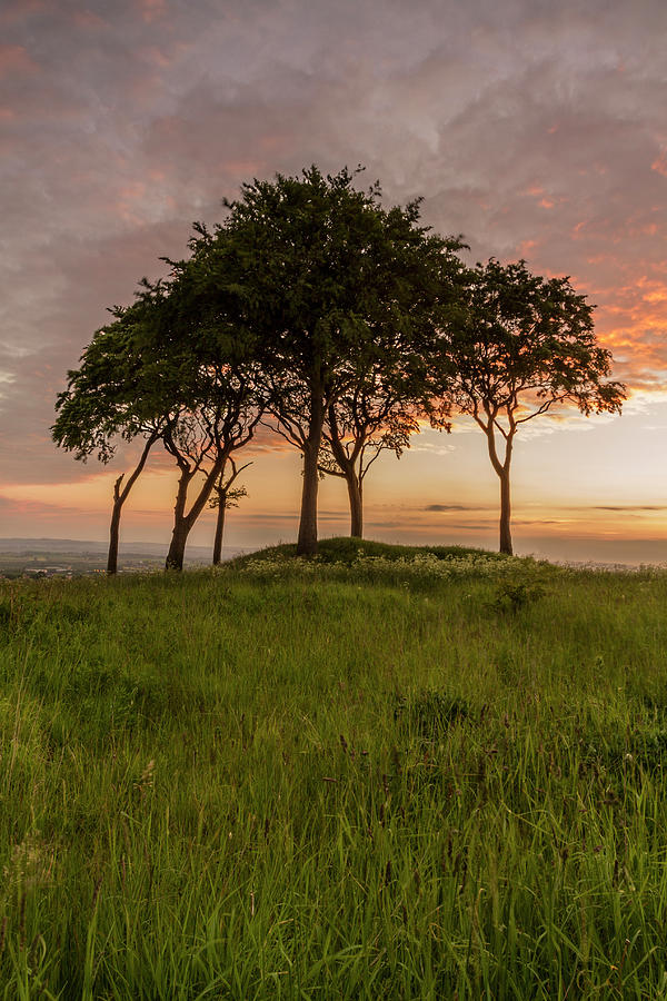 Trees Huddled At Sunset Photograph by Danny Birrell Photography
