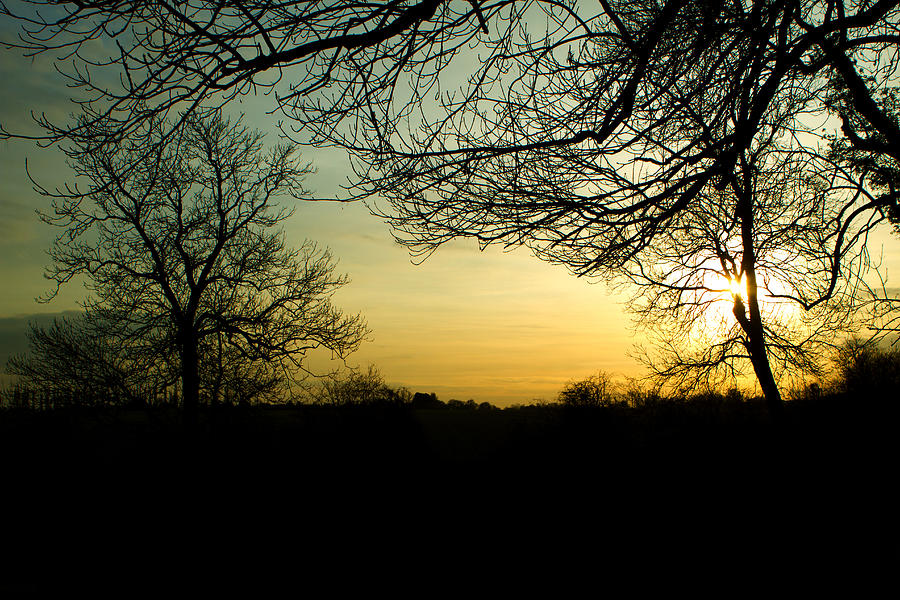 Nature Photograph - Trees In A Countryside Scene At Sunset by Fizzy Image