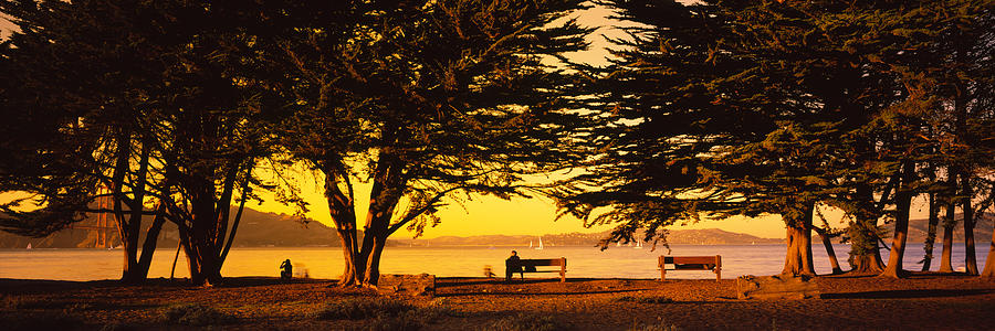 San Francisco Photograph - Trees In A Field, Crissy Field, San by Panoramic Images