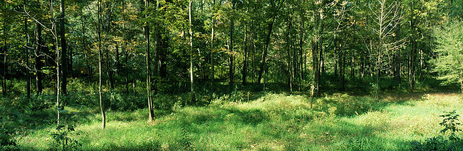 Trees In A Forest, Baltimore, Baltimore Photograph by Panoramic Images